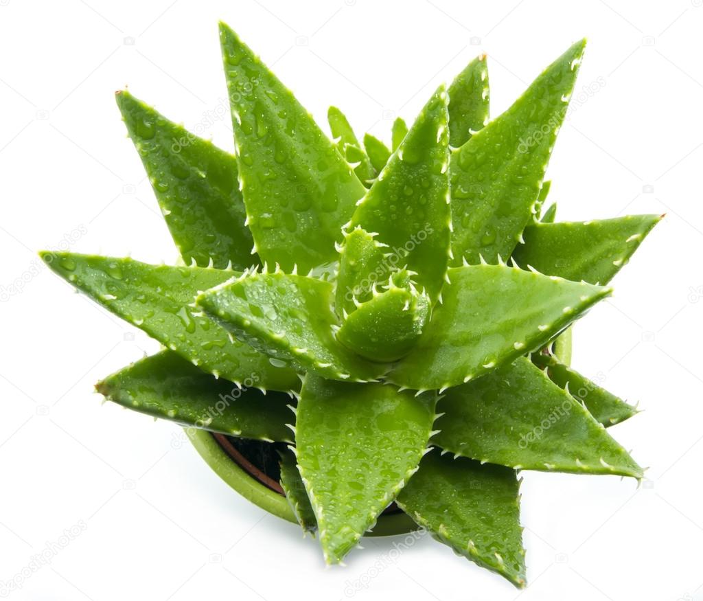 Aloe Vera Stock Photos Royalty Free Aloe Vera Images Download Pictures On Depositphotos Aloe Vera Stock Photos Royalty Free Aloe Vera Images Download Pictures On Depositphotos