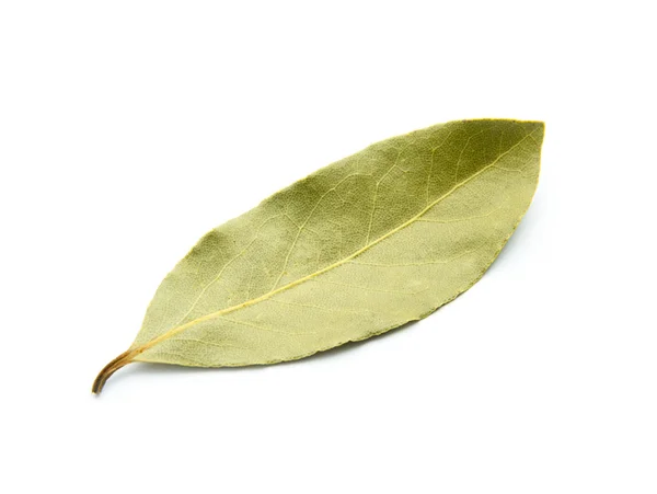 Bay leaf — Stock Photo, Image