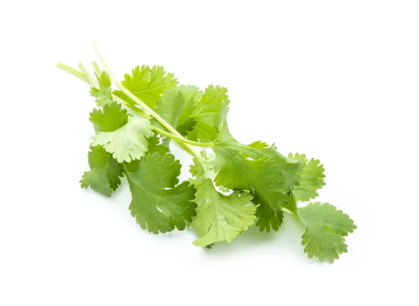 Coriander — Stock Photo, Image