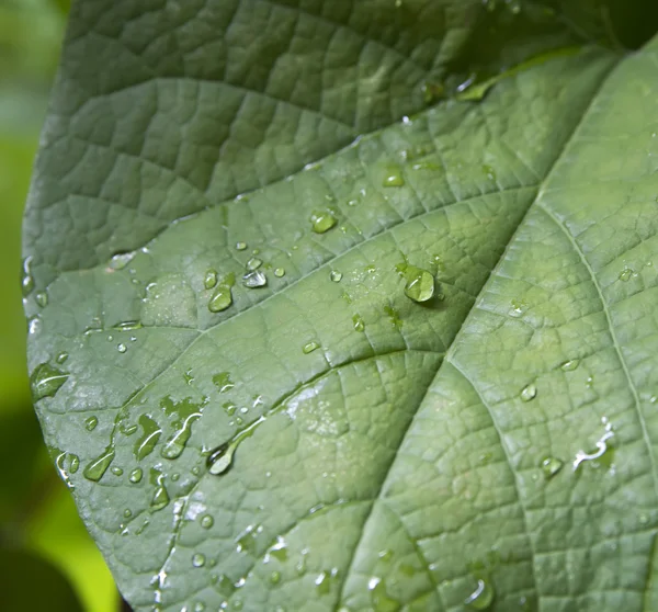 Blad — Stockfoto