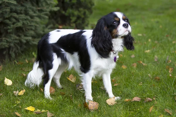 Spaniel Cavalier — Fotografia de Stock