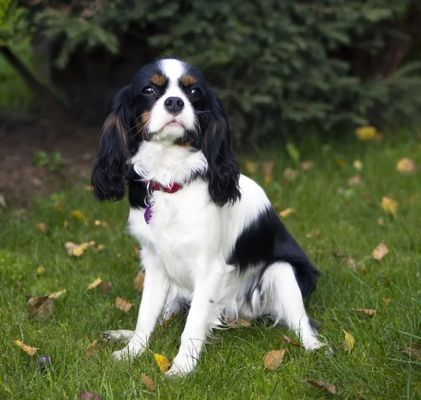 Spaniel Cavalier — Fotografia de Stock