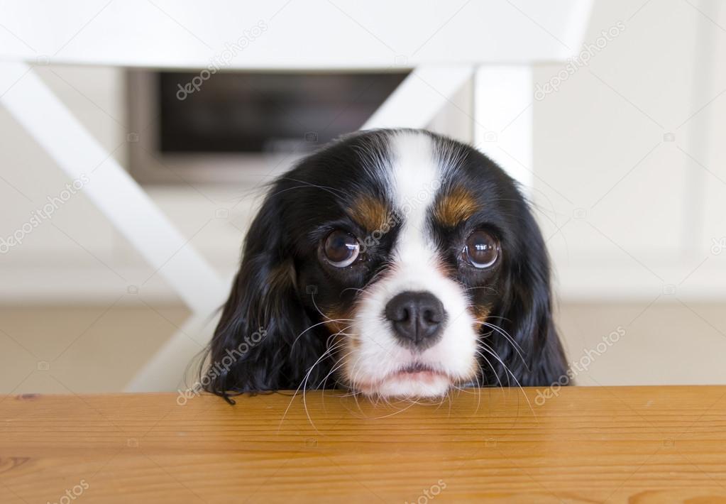 dog begging for food