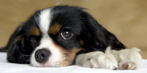 Spaniel Cavalier — Fotografia de Stock