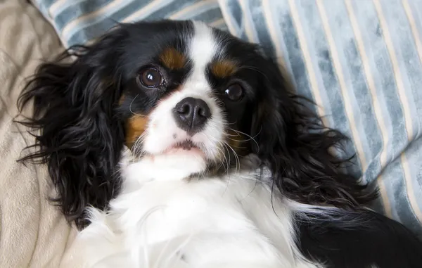 Cavalier spaniel — Stock Photo, Image