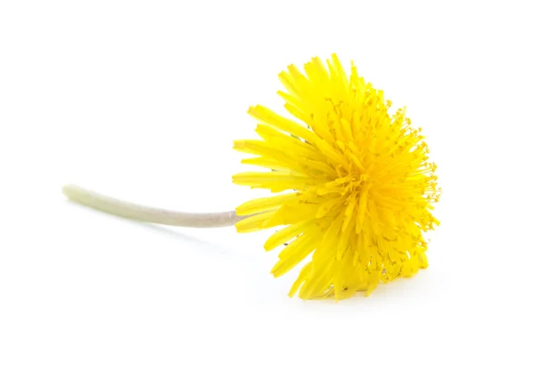 Karahindiba çiçeği