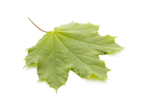 Maple leaf — Stock Photo, Image