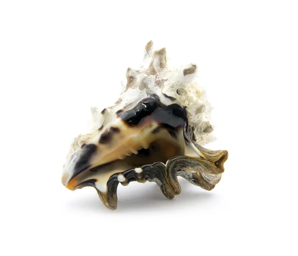 Old sea shell — Stock Photo, Image