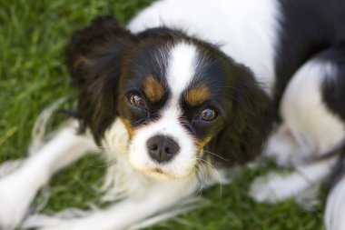 Şövalye spaniel