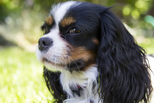 Spaniel Cavalier — Fotografia de Stock