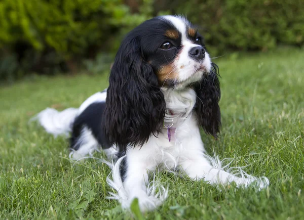 Cavalier spániel — Stock Fotó