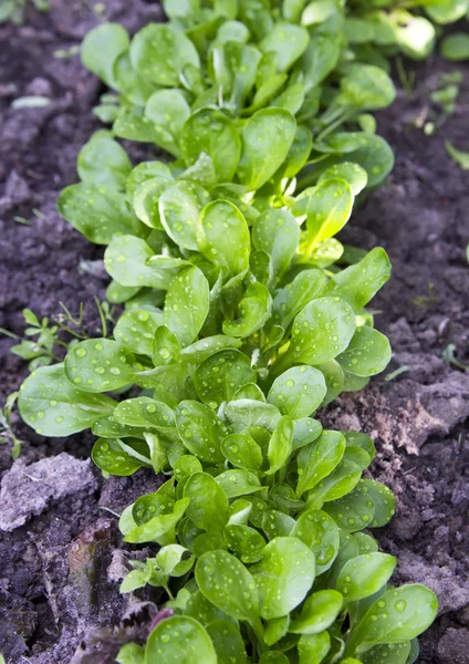 Corn salad — Stock Photo, Image