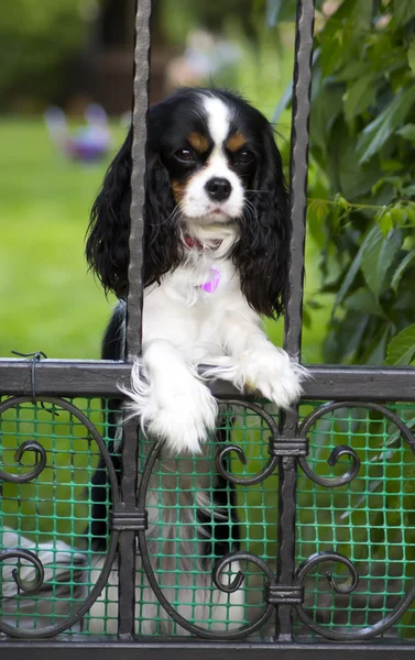 Dog waiting — Stock Photo, Image