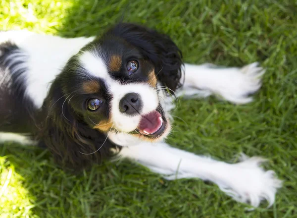 Lächelnder Hund — Stockfoto