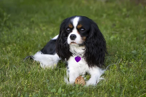 Spaniel Cavalier — Fotografia de Stock