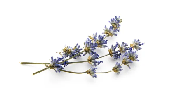 dry lavender