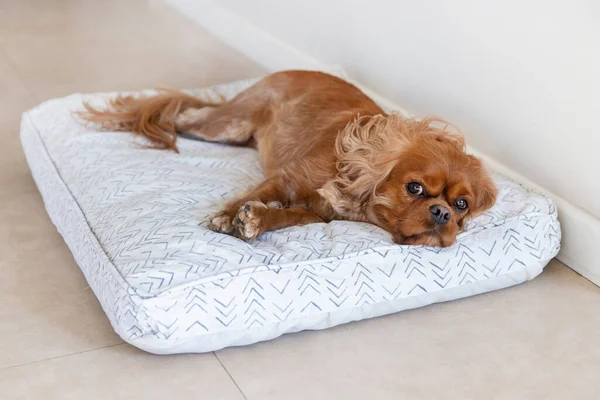 Cute dog, cavalier spaniel,  resting on its comfortable bedding