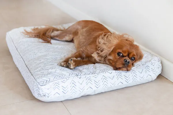 Mignon Chien Cavalier Épagneul Reposant Sur Literie Confortable Images De Stock Libres De Droits