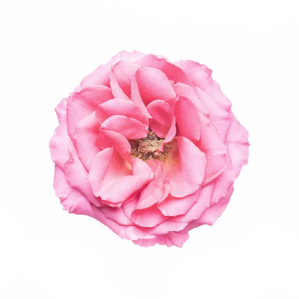 Schöne Rosa Rose Blume Voller Blüte Isoliert Auf Weißem Hintergrund — Stockfoto