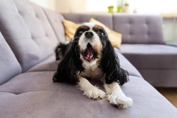 Niedlicher Hund Gähnt Auf Dem Sofa — Stockfoto