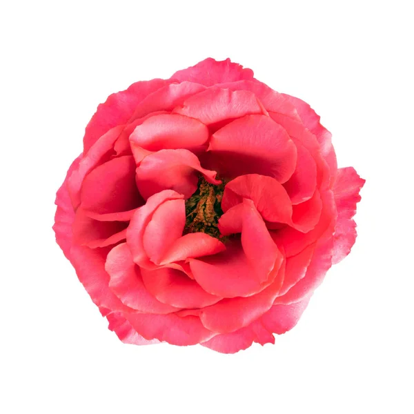Schöne Rote Rose Blume Voller Blüte Isoliert Auf Weißem Hintergrund — Stockfoto