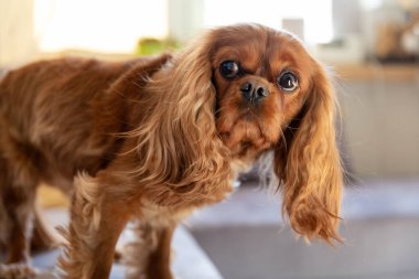 Kanepede durmuş merakla etrafa bakan komik köpek.