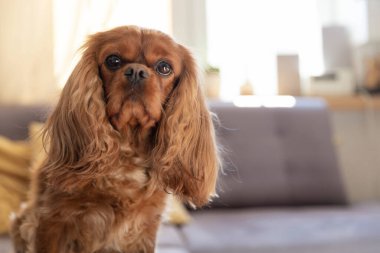 Kanepede oturan komik köpek, kameraya bakıyor.