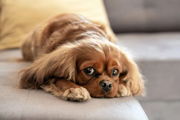 Netter Hund Entspannt Auf Einem Grauen Sofa — Stockfoto