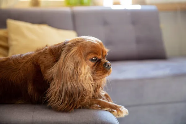 Cute Dog Relaxing Gray Sofa — Stock Photo, Image