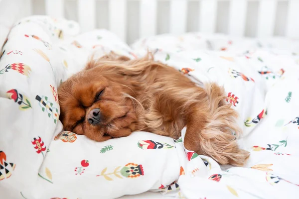 Cute dog taking a nap in bed