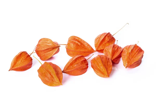 Chinese Lantern Flowers Physalis Isolated White Background — Stock Photo, Image