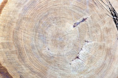 Meşe ağacının kesik gövdesinin yakın çekimi, kesit