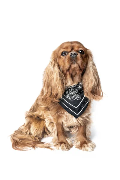Cute Cavalier Spaniel Scarf Isolated White Background — Stock Photo, Image