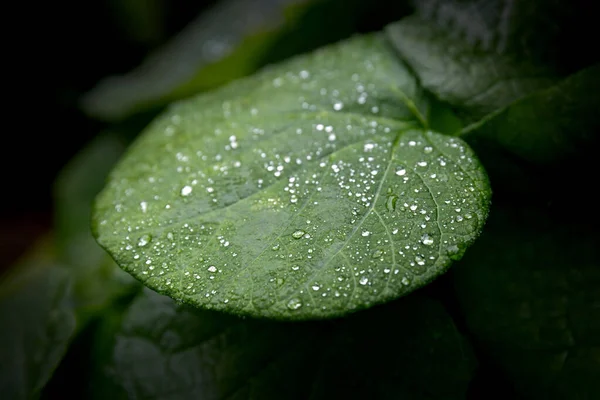 Зелений Лист Краплями Дощу — стокове фото