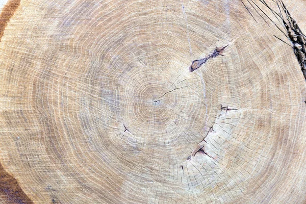 Meşe ağacının kesik gövdesinin yakın çekimi, kesit