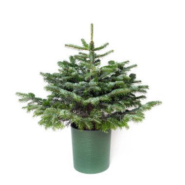 Dekorasyonsuz küçük bir Noel ağacı beyaz arka planda izole edilmiş