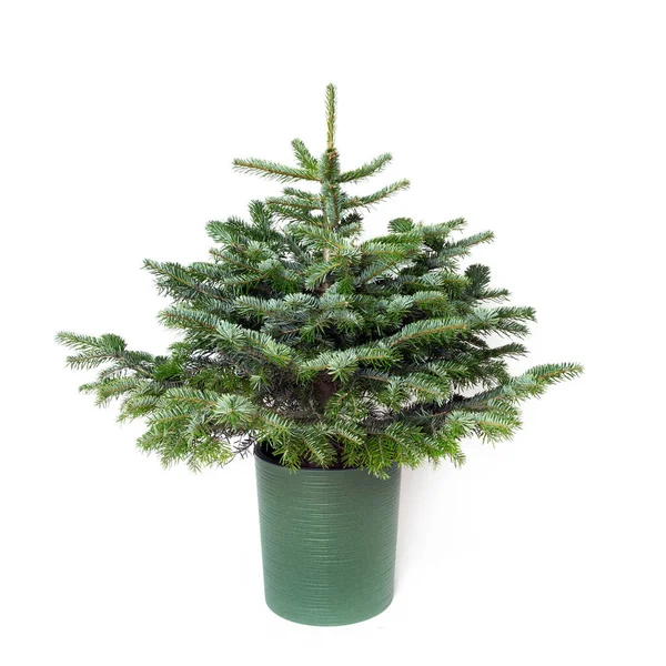 Bare Μικρό Χριστουγεννιάτικο Δέντρο Χωρίς Διακόσμηση Απομονώνονται Λευκό Φόντο — Φωτογραφία Αρχείου