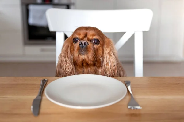 Portret Ładny Pies Czeka Posiłek Przy Stole Kuchni — Zdjęcie stockowe