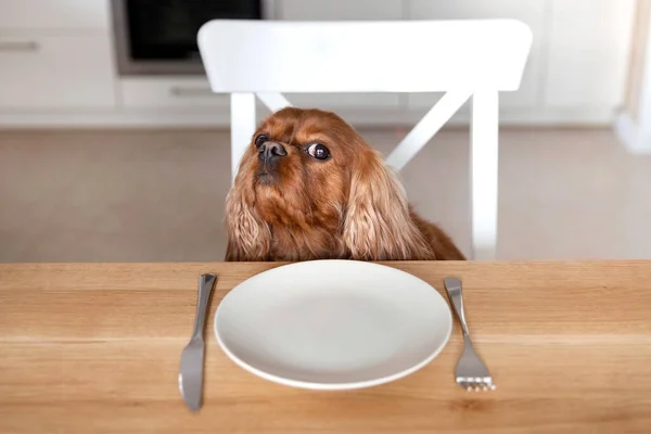 Πορτρέτο Του Ένα Χαριτωμένο Σκυλί Που Περιμένει Για Γεύμα Από — Φωτογραφία Αρχείου