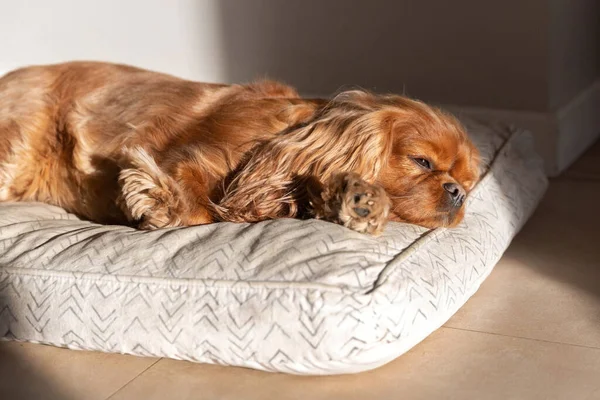 Cavalier Spaniel Lying Sun — 스톡 사진