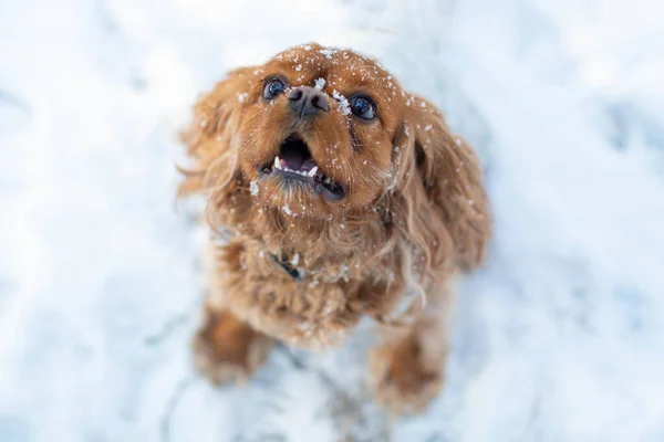 Portret Van Een Vrolijke Speelse Hond Sneeuw — Stockfoto