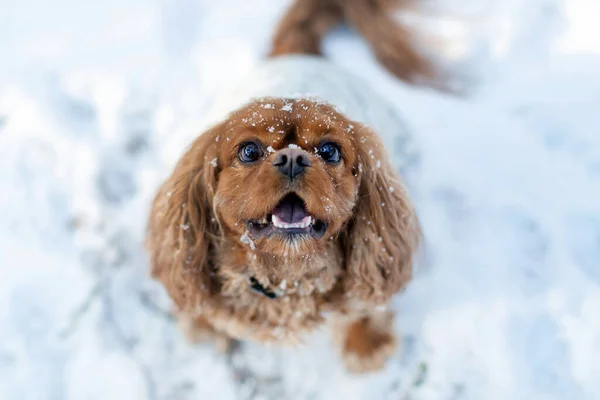 Portrait Happy Playful Dog Snow — Foto Stock