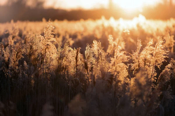 Beautiful Sunset Field Grass — Stockfoto