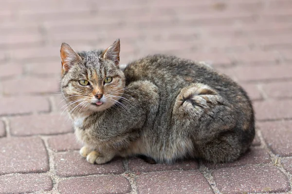 Portrait Small Cute Tabby Cat — Foto Stock