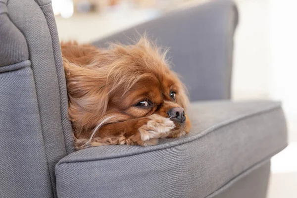 Cão Bonito Descansando Poltrona Confortável Imagens De Bancos De Imagens Sem Royalties