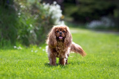 Yakut kralı Charles Cavalier Spaniel 'in portresi çimlerin üzerinde duruyor.