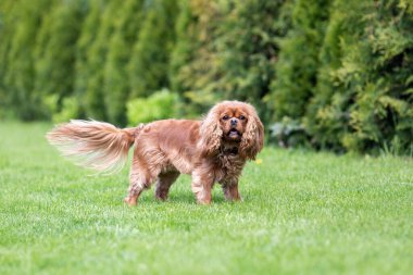 Yakut kralı Charles Cavalier Spaniel 'in portresi çimlerin üzerinde duruyor.