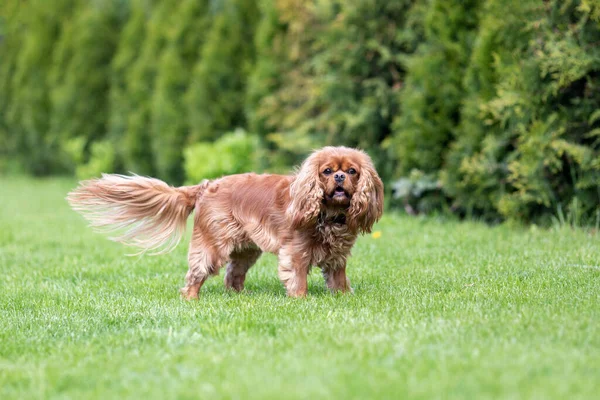 Porträtt Rubin Kung Charles Cavalier Spaniel Står Gräset Stockbild