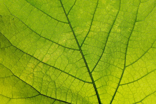 Färska Gröna Löv Närbild — Stockfoto