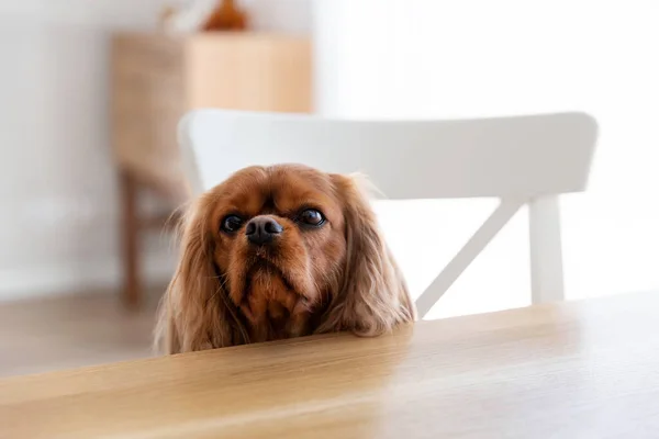 Cão Bonito Cavalier Spaniel Sentado Mesa — Fotografia de Stock